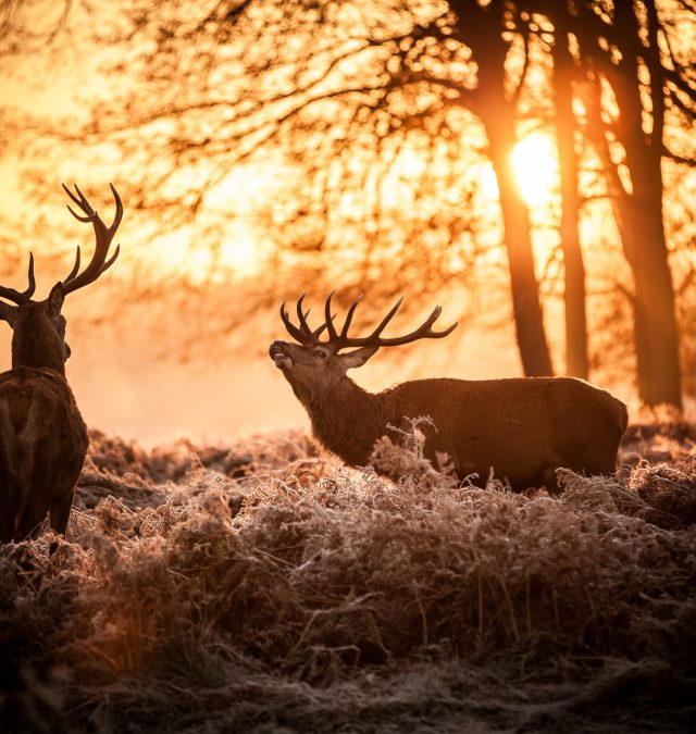 Deer being hunted by a guy who is hunting