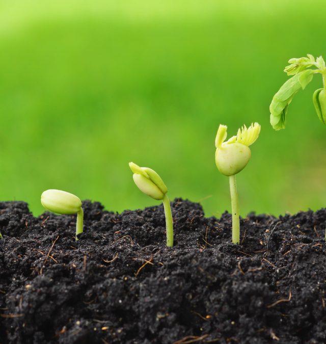 seed spirituality self-improvement seed spirituality self-improvement