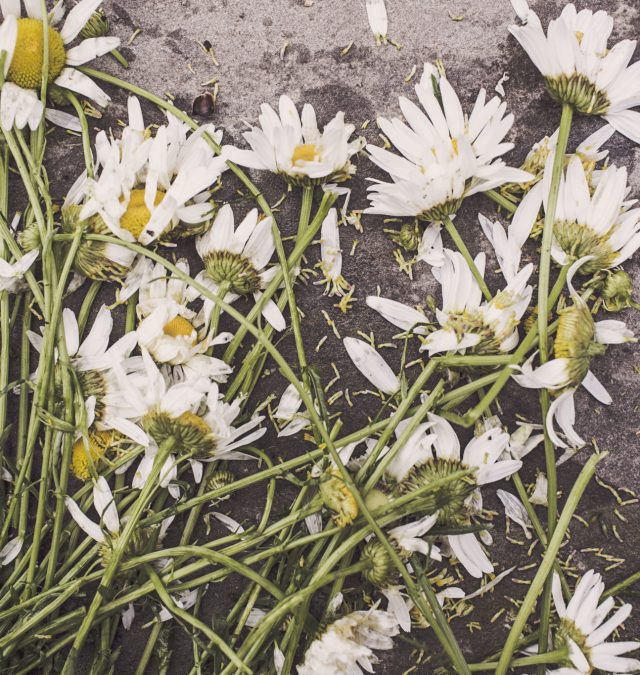 flowers-marguerites-destroyed-dead flowers-marguerites-destroyed-dead